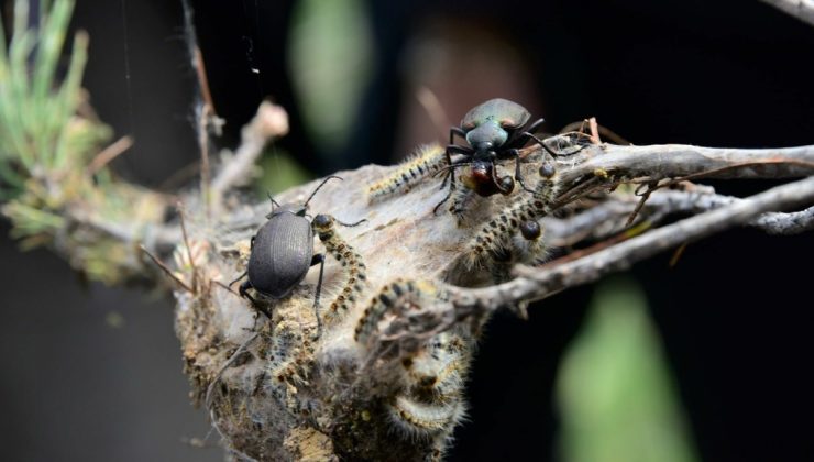 Çam kese böceklerine karşı terminatör böcekler doğaya bırakıldı