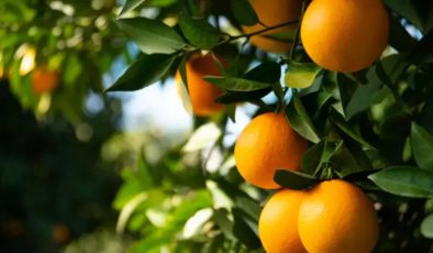 Valensiya portakalının tonu 5 bin TL’den alınacak