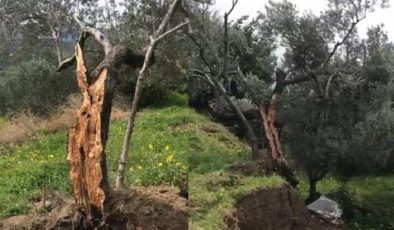 Depremde ikiye bölünen zeytin ağacının nedeni fay değilmiş