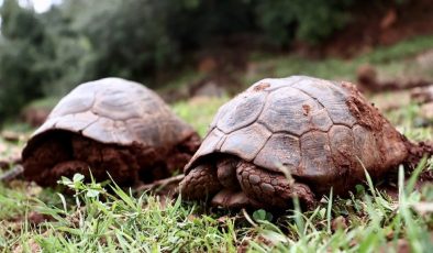 Depremde mahsur kalan iki kaplumbağayı mahalleli kurtardı