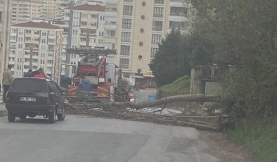 Doğu Karadeniz’de fırtına etkisi: Çatı uçtu, ağaç devrildi