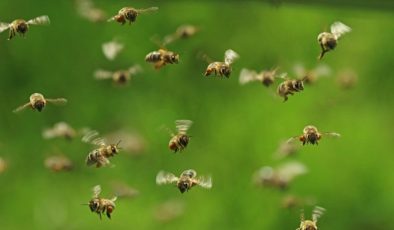 Fındıkta istilacı böceğe karşı 30 bin samuray arı üretiliyor