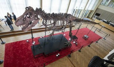 Dinozor iskeleti açık artırmada satıldı