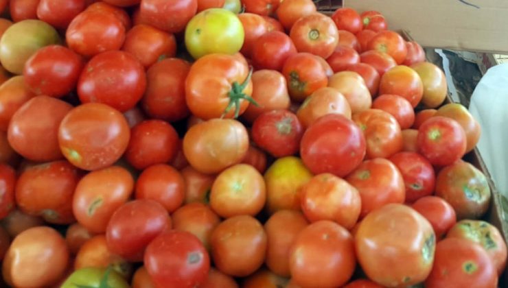 İki yerli domateste limit üstü koruma ürünü çıktı