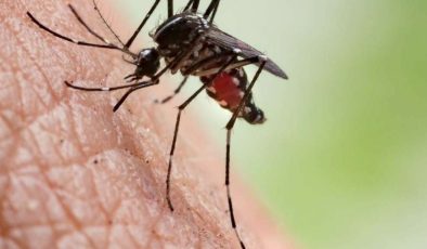 2022 yılında yabancı uyruklu 3 kişide sıtma tespit edildi