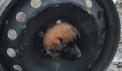 Kafası otomobil jantına sıkışan köpeği ekipler kurtardı
