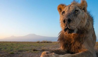 Dünyanın en yaşlı aslanı öldürüldü
