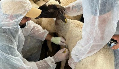 İlk gün 5 bin 750 koyun ve keçi aşılandı