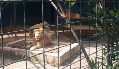 Antalya’da hayvanat bahçesinde dehşet! Selfie için kafese giren aileye aslan saldırdı