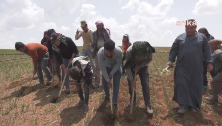 Mevsimlik işçilerden siyasilere çağrı: Oy kullanamıyorlar