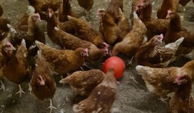Two poultry workers test positive for bird flu after contact on infected farm