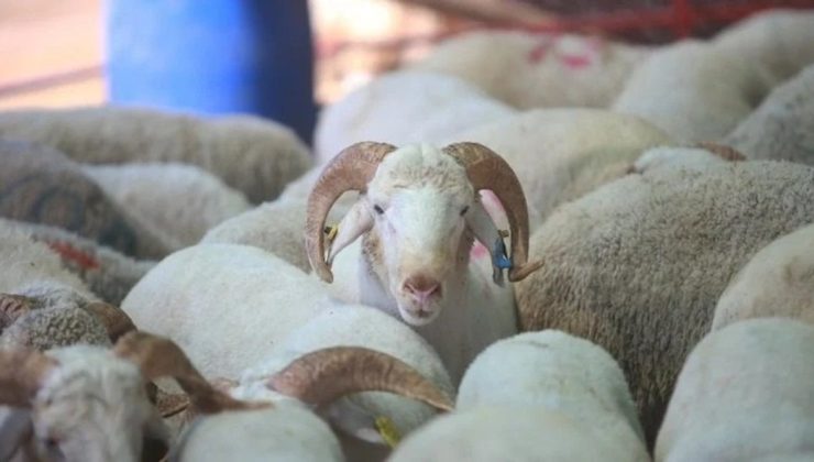 Vekaletle kurbanlık fiyatları açıklandı