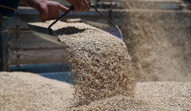 Arpa ve buğday fiyatları belirlendi