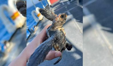 Sahil Güvenlik, yavru kaplumbağayı kurtardı
