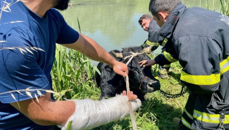 Hayvan pazarından kaçıp Melen Çayı’na düşen tosun itfaiye ekiplerince kurtarıldı