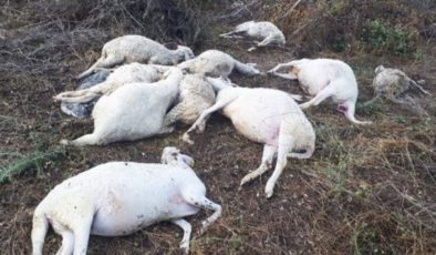Milas’ta yıldırım 10 koyunu öldürdü