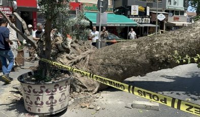 Üsküdar’da 20 metrelik çınar ağacı yola devrildi