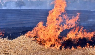 250 dönüm buğday tarlası daha yandı