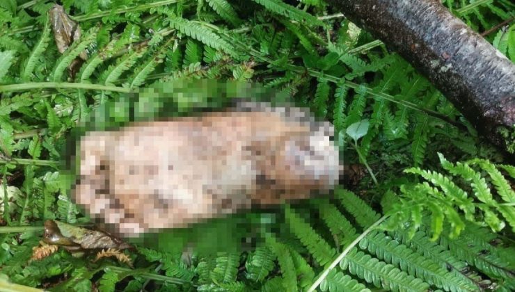 Derede bulunan kopmuş ayağın sırrı araştırılıyor