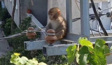 Hindistan değil Türkiye… Evin mutfağına maymun girdi