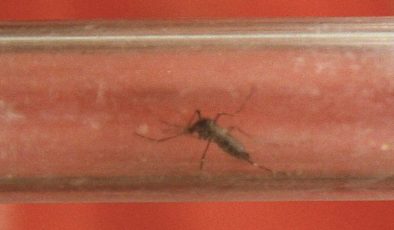 Tüm sahil kesimine yayılan Asya kaplan sivrisineğine karşı mücadele başlatıldı