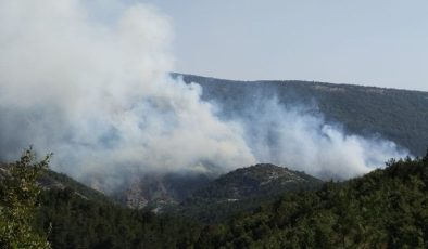 Bilecik’te orman yangını
