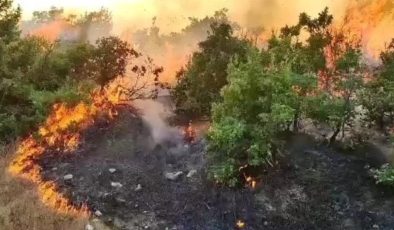 Bingöl’de orman yangını 6 bölgeye sıçradı