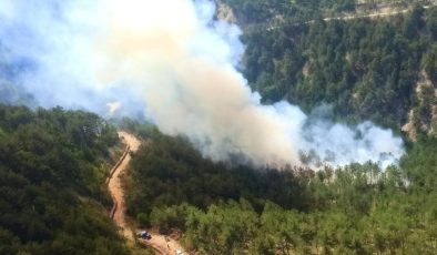 Bolu’da orman yangını