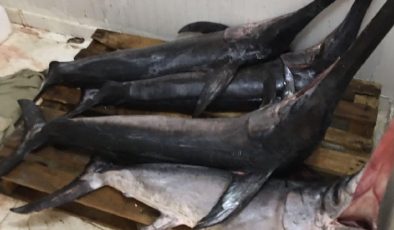 Çanakkale’de yakalandı: Her biri 100 kilo