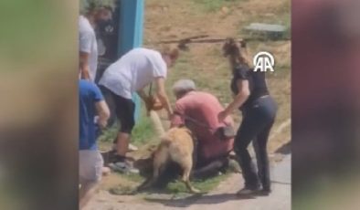 Kadıköy’de dehşet anları: Köpek, kadına böyle saldırdı