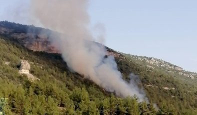 Mersin’de kızılçam ormanı yangında zarar gördü