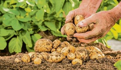 Patates ekimi yapılan araziler için üreticiye çağrı