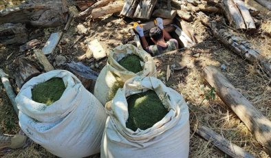 Diyarbakır’da 1 ton 530 kilogram esrar bulundu