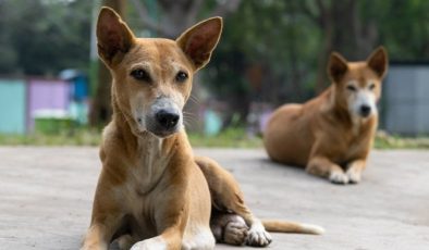 Farklı illerden gelip Bolu’ya köpek bırakanlara 5 milyon TL’ye kadar ceza