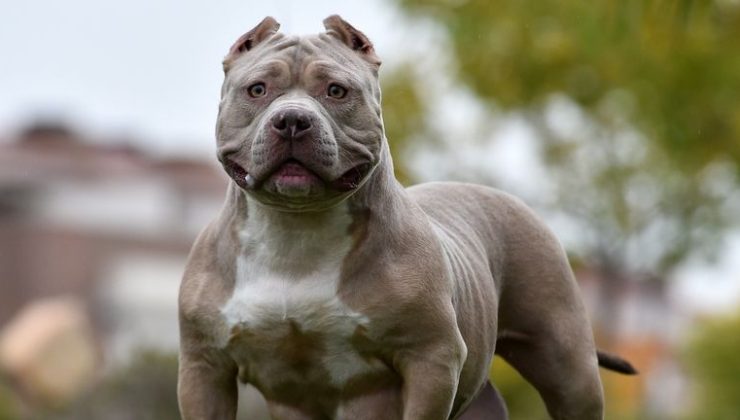 ‘Lethal danger’ XL Bully dogs could be banned, says Braverman