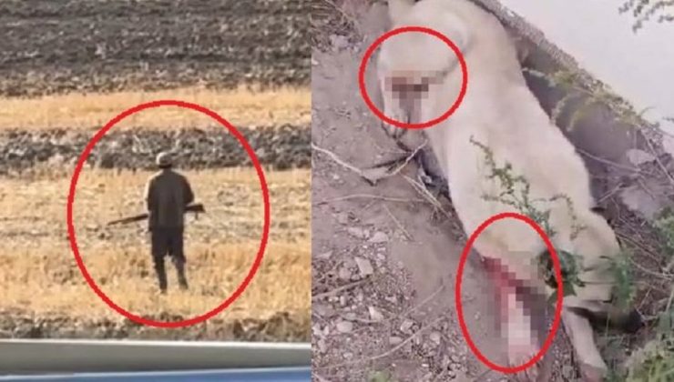 Köpekler tüfekle vuruldu! 200 saçma çıktı…