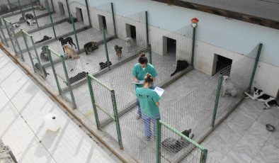 Girne’de bir haftada 121 köpek kısırlaştırıldı