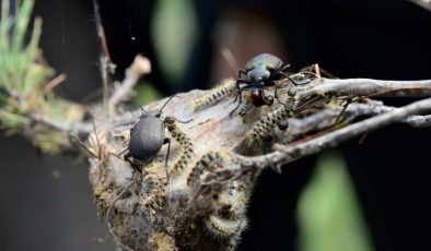 Ormanlar için kötü haber: Predatör böcek yöntemi işe yaramadı, çam kese böceği yüzde 250 arttı