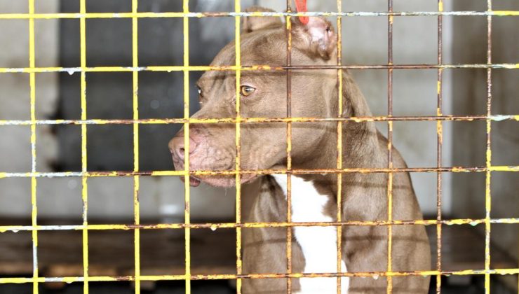 ABD’li adam köpeği tarafından silahla vuruldu