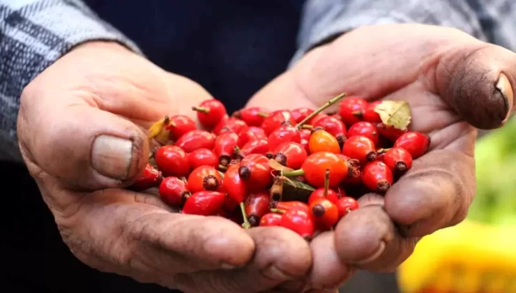 Kuşburnuna Artan İlgi