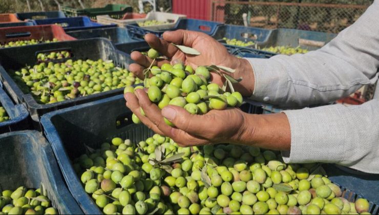 Sofraların vazgeçilmezi, bahçede kilosu 55 lira