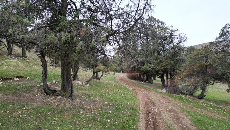 Türkiye’nin en ilginç ormanı