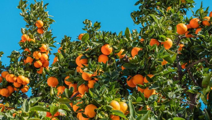 Narenciye Üreticileri Birliği, pazartesi süresiz eyleme gidiyor