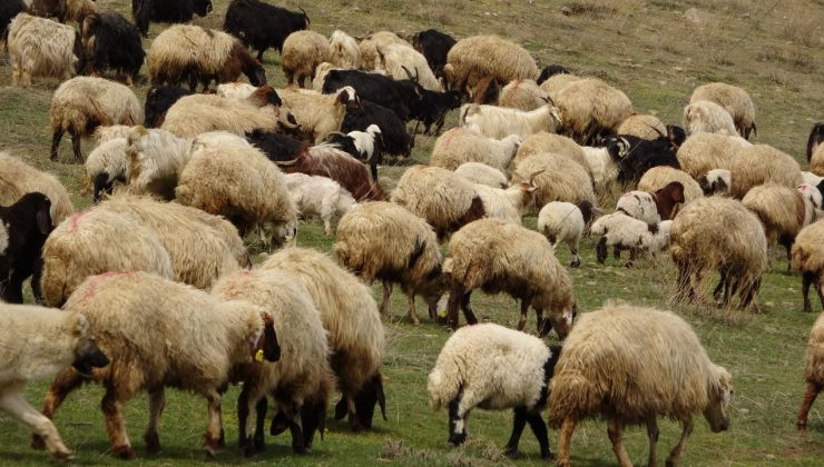 Yunanistan’da son 17 ayda 1985 koyun çiçeği vakası tespit edildi