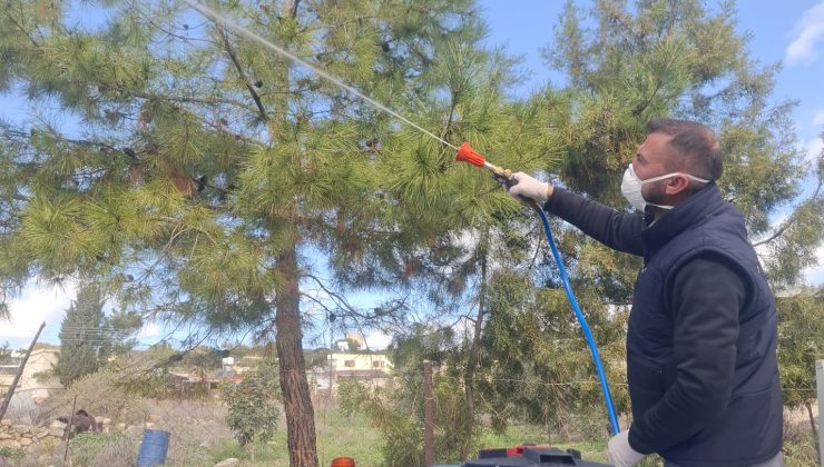 Mehmetçik Büyükkonuk Belediyesi: “Çam kese böceğine karşı mücadelemiz aralıksız sürüyor”