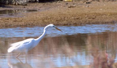 MAKAMER: “Sulak alanlar iklim krizi ve biyolojik çeşitlilik kaybına karşı korunması gereken alanlardır”