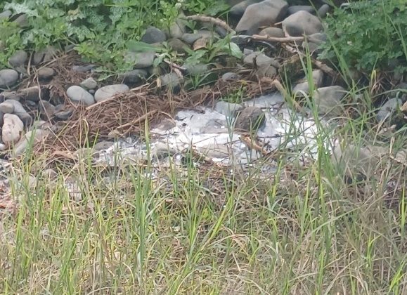 Lefke Çevre ve Ekoloji Derneği: “Gemikonağı Deresi’ni kaplayan foseptik kirliliği üç aydır olduğu gibi duruyor”