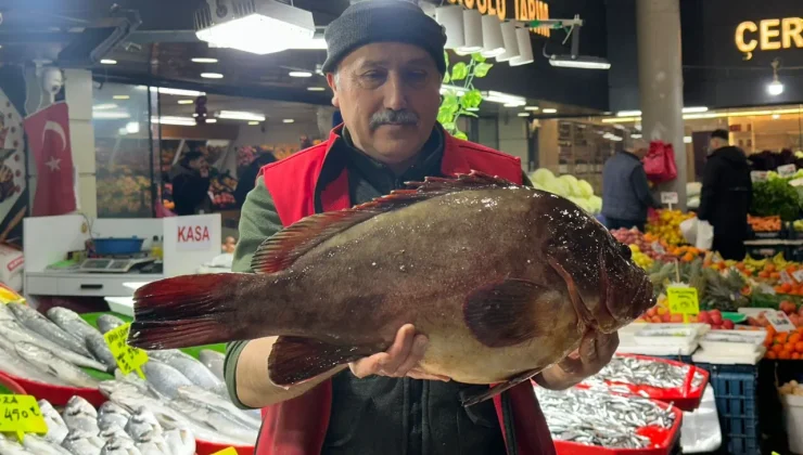 Nadir çıkan balık Sivas’ta tezgahlarda! Çeyrek altın karşılığında satılıyor