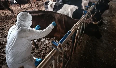 Pipis: “Şap hastalığı için Avrupa Komisyonu tarafından verilen 500 bin doz aşı Kıbrıs Türk tarafına teslim edildi”