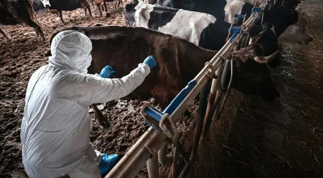 Pipis: “Şap hastalığı için Avrupa Komisyonu tarafından verilen 500 bin doz aşı Kıbrıs Türk tarafına teslim edildi”